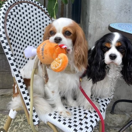 apawrol spritz hundespielzeug haute diggity dog – Bild 4